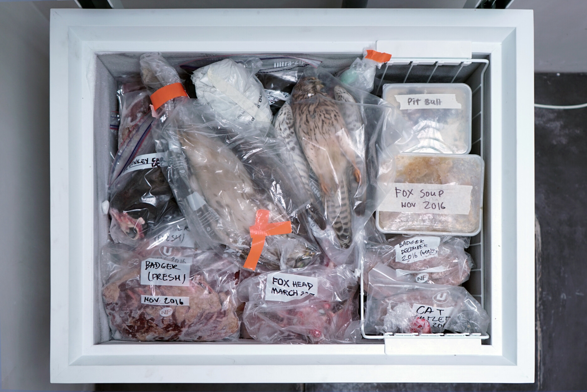 This image depicts Petr Davydtchenko's archival freezer from Go and Stop Progress. In it, you can see different boxes labelled "Fox Soup", "Pit Bull", "Fox Head", "Badger (fresh)", "Cat".