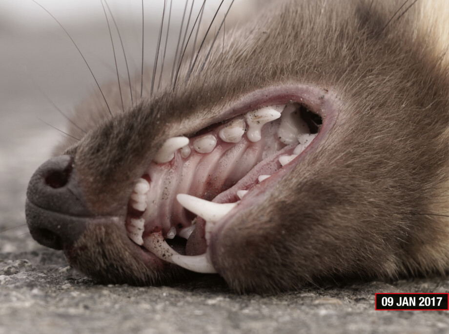This image depicts an animal that Petr Davydtchenko found on the road during Go and Stop Progress. It is a dead fox's mouth, with sharp teeth and gums visible.