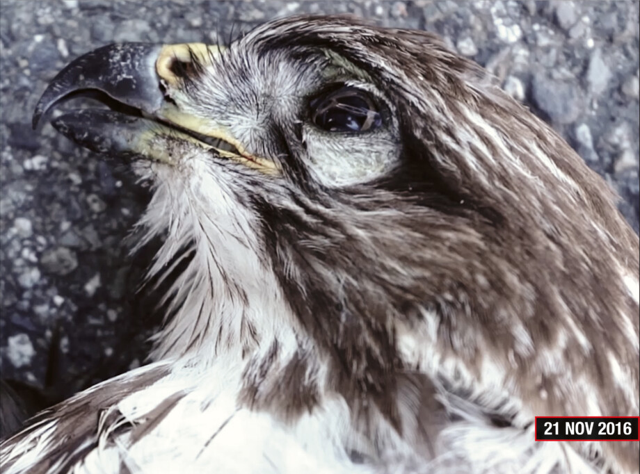 This image depicts an animal that Petr Davydtchenko found on the road during Go and Stop Progress. The image is the head of a dead hunting bird on a tarmac background.